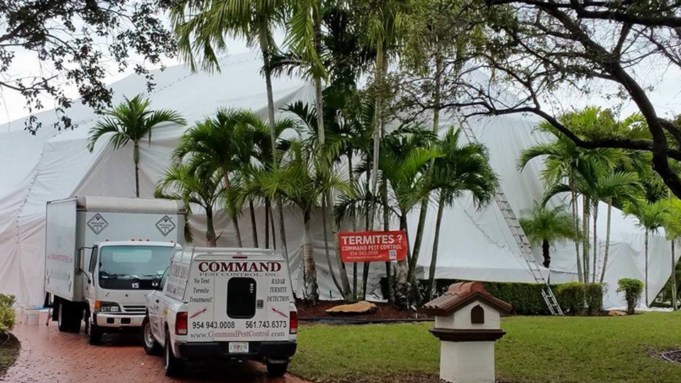 Termites Pompano Beach Command Pest Control