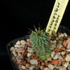 P1020302 - cactus