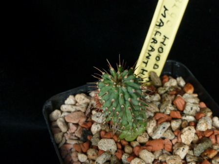 P1020302 cactus