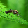 Tiger Mosquito Prevention - Mosquito Air