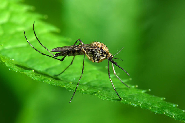 Tiger Mosquito Prevention Mosquito Air