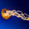 Jellyfish - https://thebeautysystem