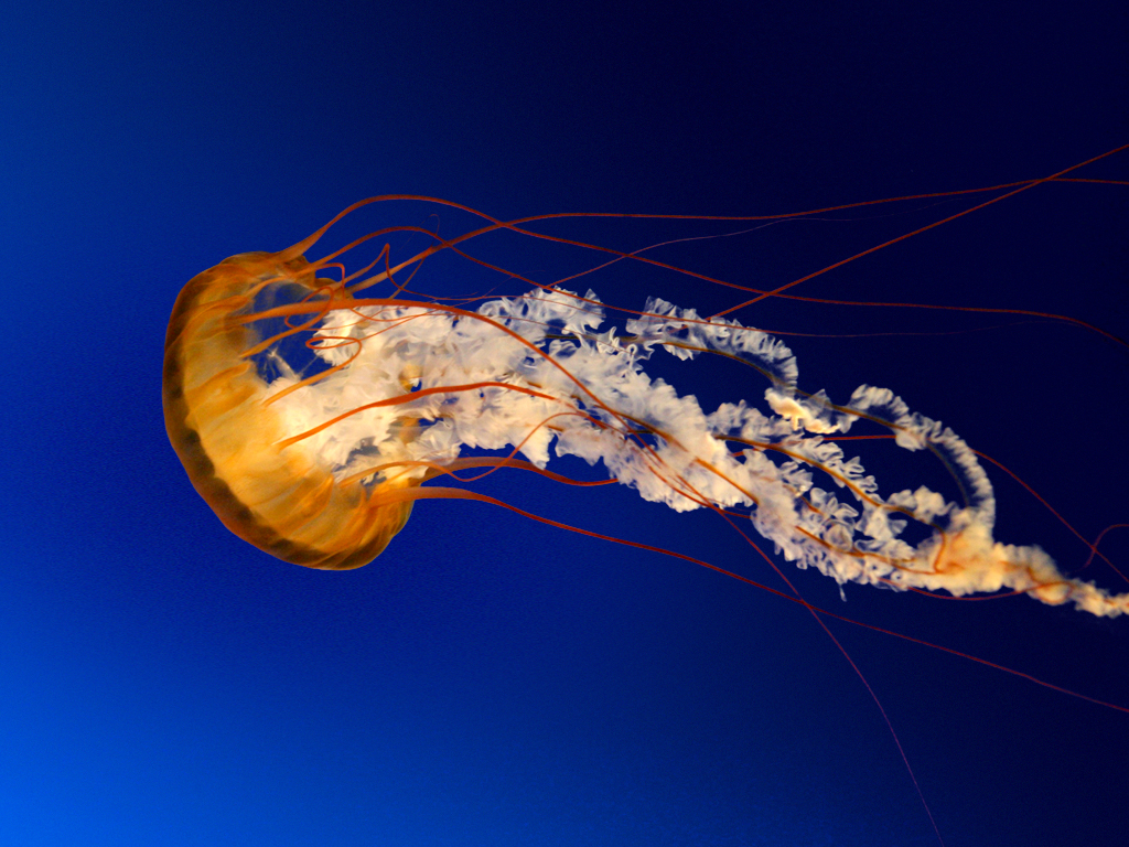Jellyfish https://thebeautysystem.com/avalure-cream