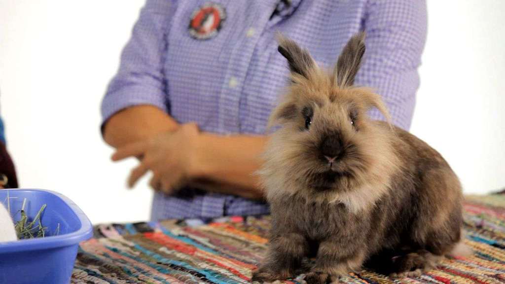 RabbitExpert Picture Box