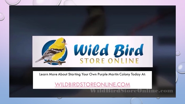 WBSO Contact Us Wild Bird Store Online