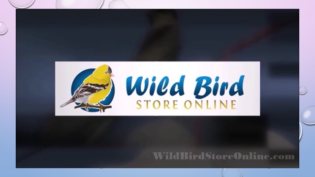 Wild Bird Store Online Wild Bird Store Online