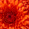 Chrysanthemum - http://bellasvish
