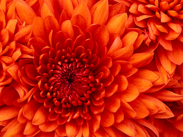 Chrysanthemum http://bellasvish.com/alpha-max-male-enhancement/