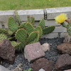 IMG 0295[1] - cactus