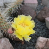 IMG 0296[1] - cactus