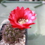 IMG 0302 - cactus