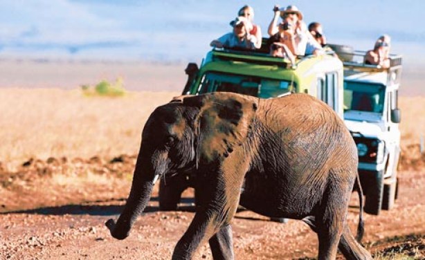African Safari Tours Lights on Africa Destinations