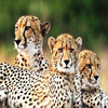 Tanzania Group Join Safari  - Sunset African Safaris