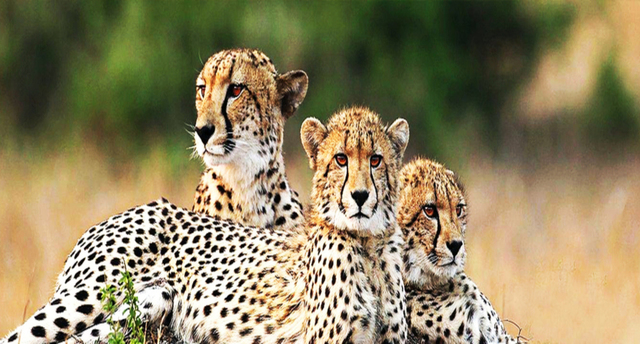 Tanzania Group Join Safari  Sunset African Safaris