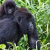 Gorilla Trekking Tour - Safari Index