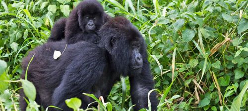 Gorilla Trekking Tour Safari Index