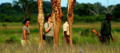 South Luangwa Luxury Walking Safaris Safari Index