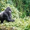 Gorilla Tours Services in R... - Hermosa Life Tours & Travel
