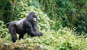 Gorilla Tours Services in Rwanda Hermosa Life Tours & Travel