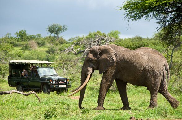 Wildlife Safari Tour in Rwanda Hermosa Life Tours & Travel