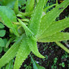 aloes - http://www.7supplements