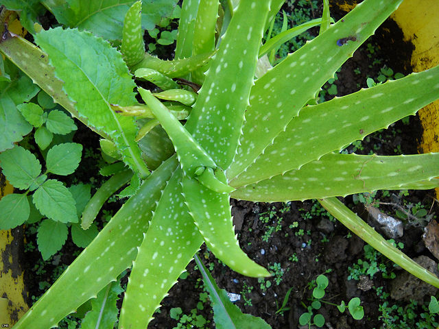 aloes http://www.7supplements.org/testabolan-cyp/