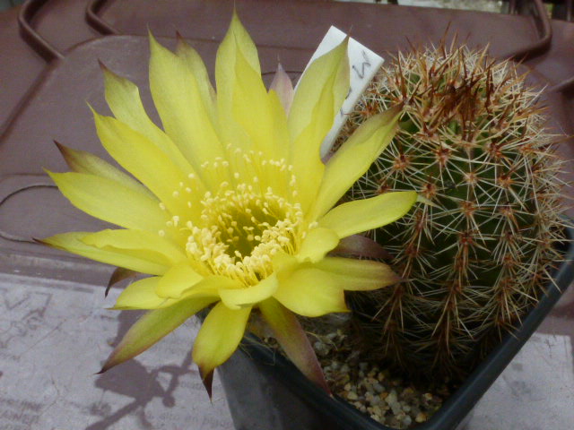P1020371 cactus