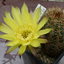 P1020371 - cactus