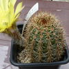 P1020370 - cactus
