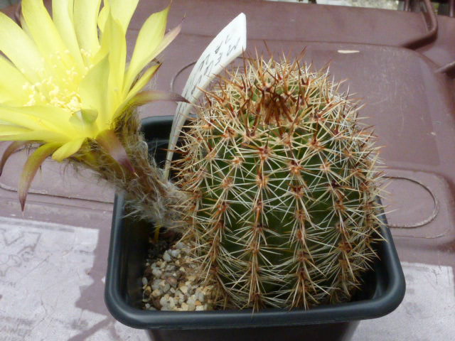 P1020370 cactus