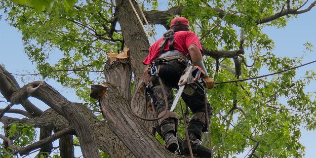 Tree Service Ã‰mondage GL