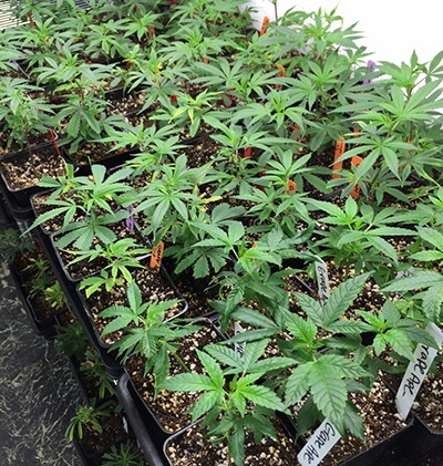 Clones For Sale Clones For Sale