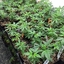 Clones For Sale - Clones For Sale