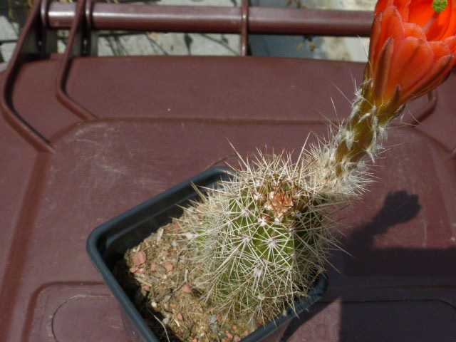 P1020396 cactus