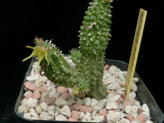 P1020419 cactus