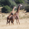 Akagera National Park - Hermosa Life Tours & Travel