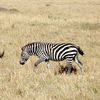 Wildlife Safaris in Tanzania - Lights on Africa Destinations