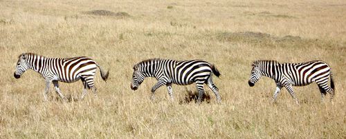Wildlife Safaris in Tanzania Lights on Africa Destinations
