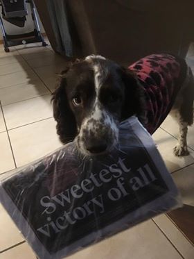 20068382 1591131784265635 1732964136 n - 