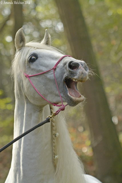 lindo hysterisch1 foto's van website portfolio niet wegdoen