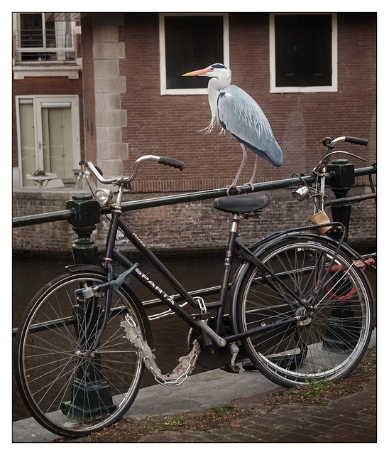 Amsterdam Heron Netherlands