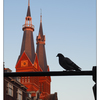 Amsterdam Pigeon - Netherlands