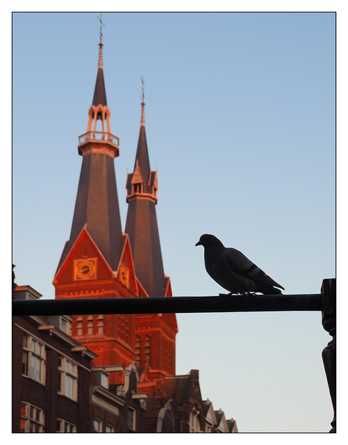 Amsterdam Pigeon Netherlands