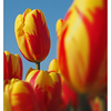 Eye Tulips - Netherlands