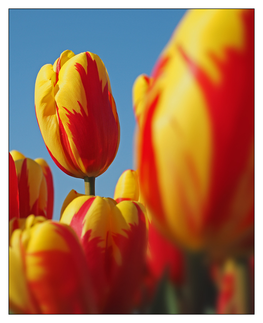 Eye Tulips Netherlands