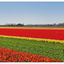 Keukenhof Panorama 1b - Benelux Panoramas