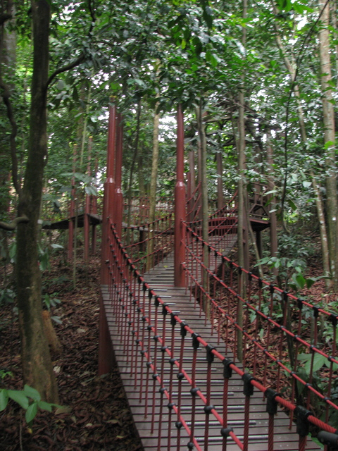 Malaysia - 056 - KL - mini jungle walk in Bukit Na Malaysia