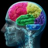 human-brain - http://powerupmale