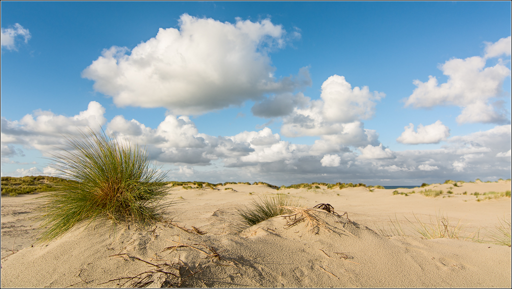  DSC4970 Summertime - 