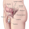 prostate-illustration-enlar... - http://dermaessencecreamblog